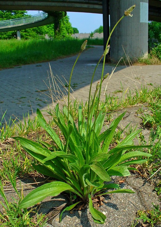 Smalle%20weegbree-Plantago_laceolata_001-H.Zell_CCBYSA3.0